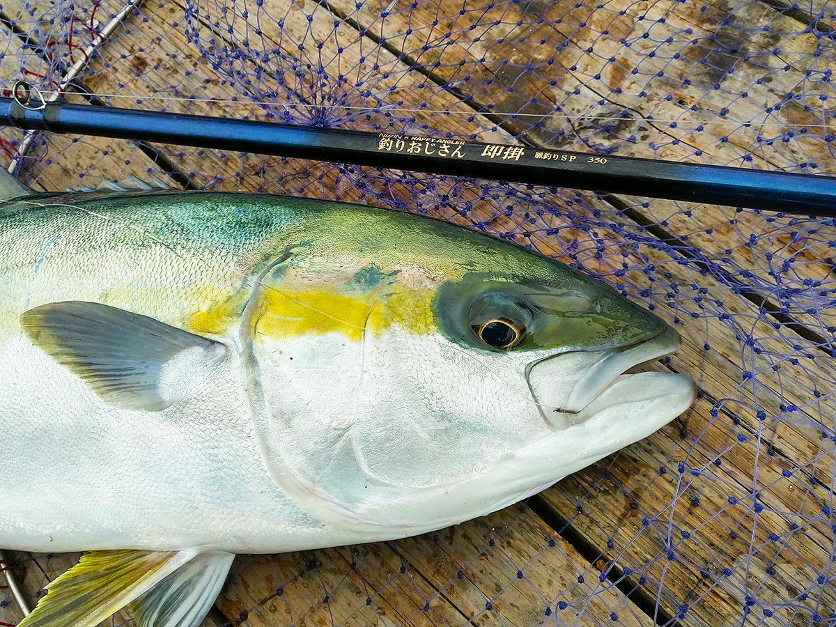 海上釣り堀用ロッド「釣りおじさん 即掛 脈釣りSP350」で釣り上げた魚の写真