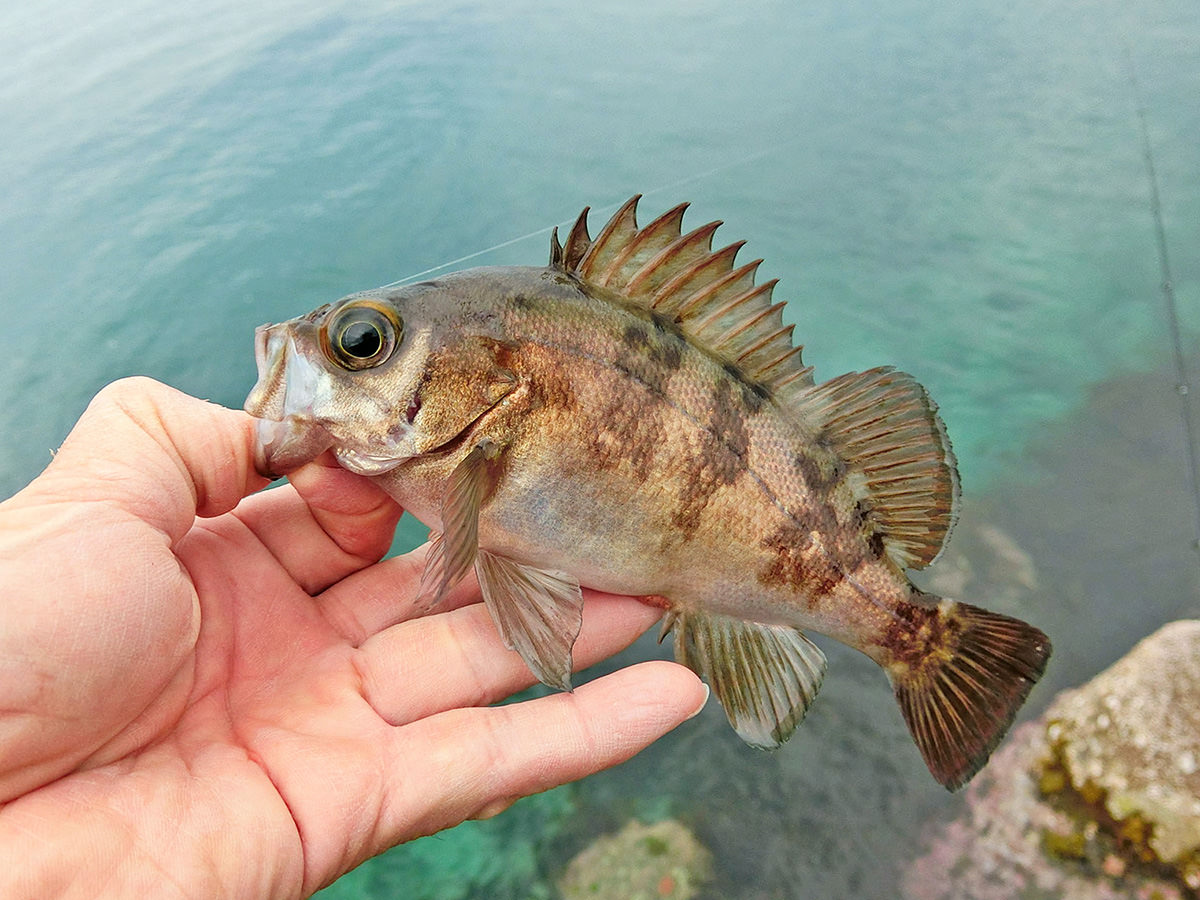 「まなこフェザージグ・メバル」を使って釣り上げた魚の写真