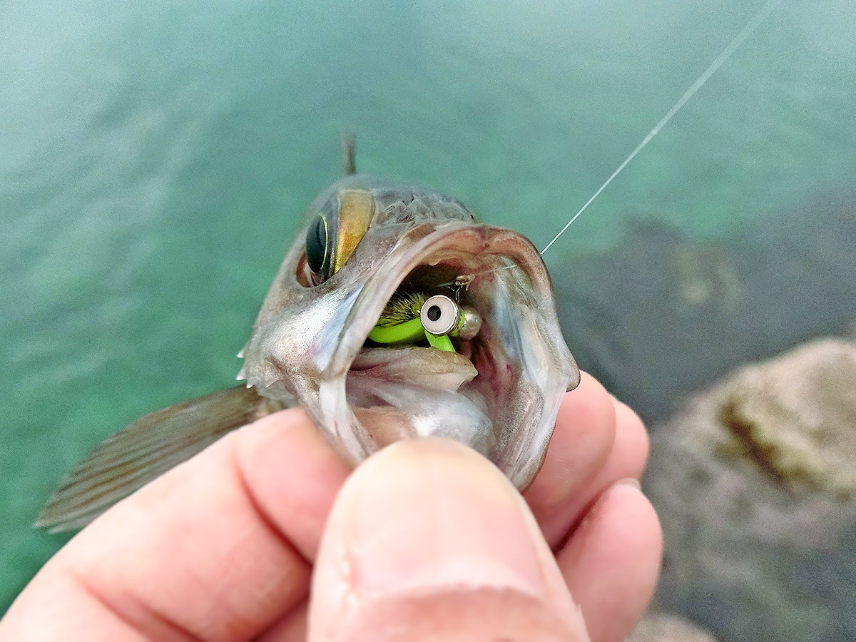「まなこフェザージグ・メバル」を使って釣り上げた魚の写真