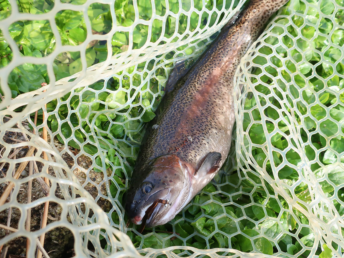 「まなこフェザージグ・ミノー」を使って釣り上げた魚の写真