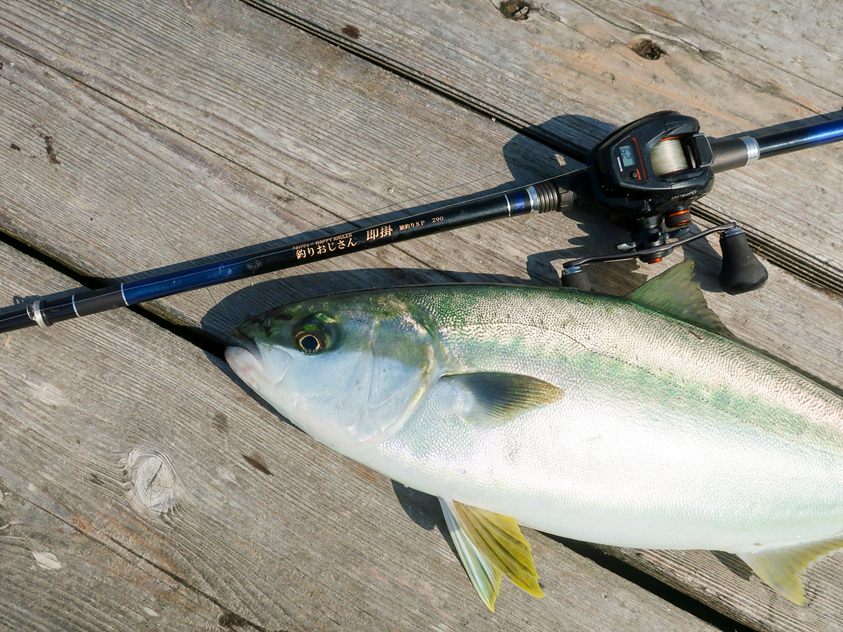 海上釣り堀用ロッド「釣りおじさん 即掛 脈釣りSP290」で釣り上げた魚の写真