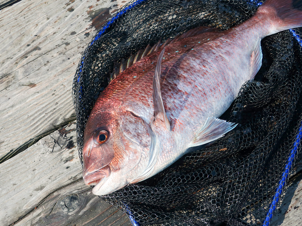 海上釣り堀用ロッド「釣りおじさん 即掛 脈釣りSP290」で釣り上げた魚の写真