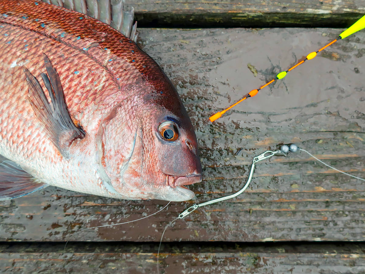 「感度UP 即掛天秤」を使用して釣り上げた魚の写真