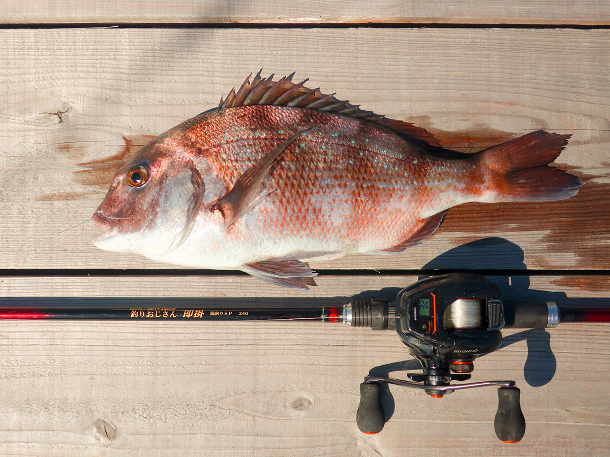 海上釣り堀用ロッド「釣りおじさん 即掛 際釣りSP240」で釣り上げた魚の写真