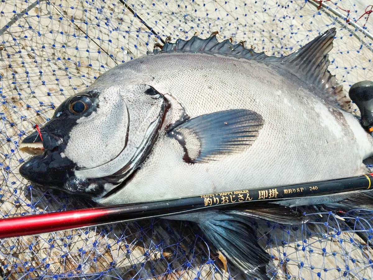 海上釣り堀用ロッド「釣りおじさん 即掛 際釣りSP240」で釣り上げた魚の写真