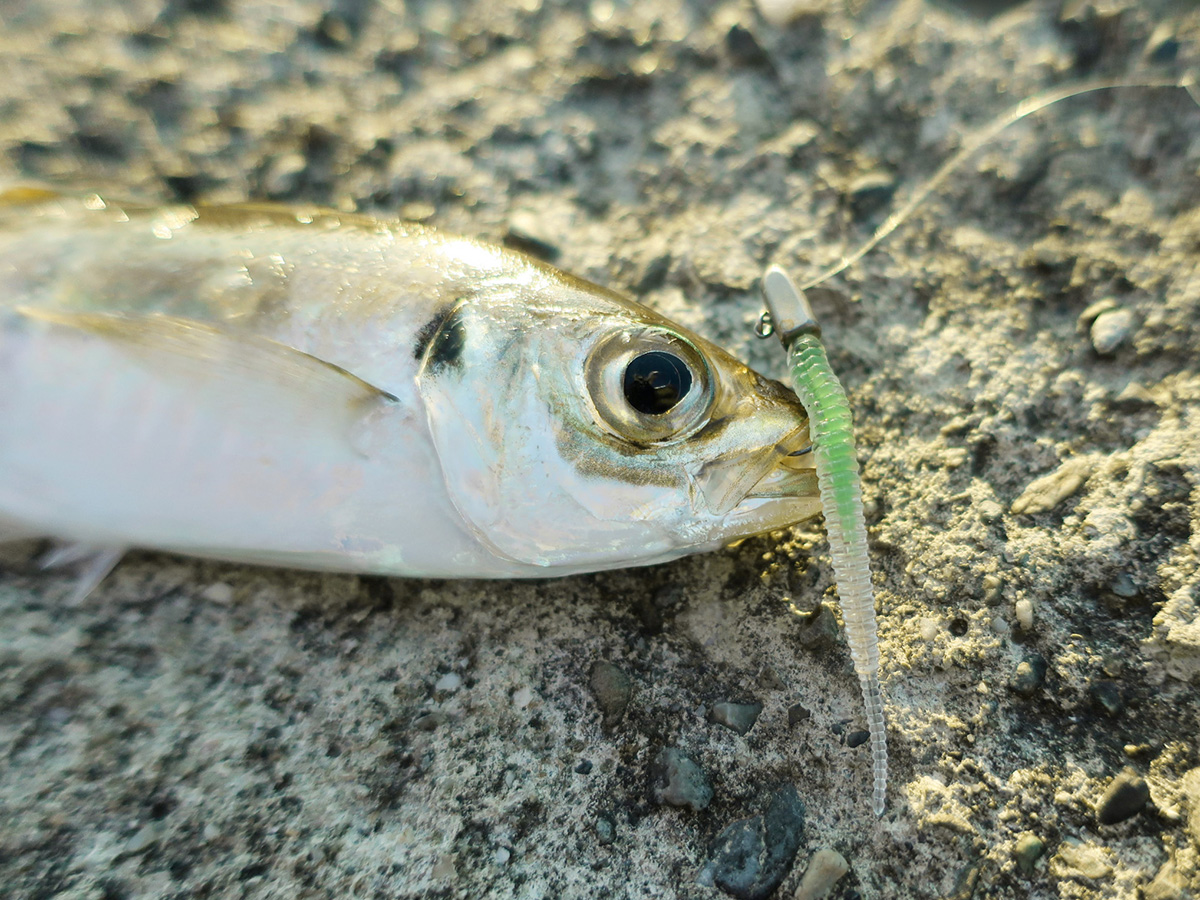 「レインズ アジアダー HAPPY ANGLER 限定カラー」を使って釣り上げた魚の写真