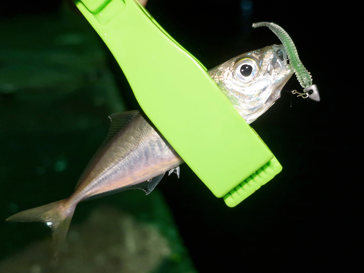 「レインズ アジアダー HAPPY ANGLER 限定カラー」を使って釣り上げた魚の写真