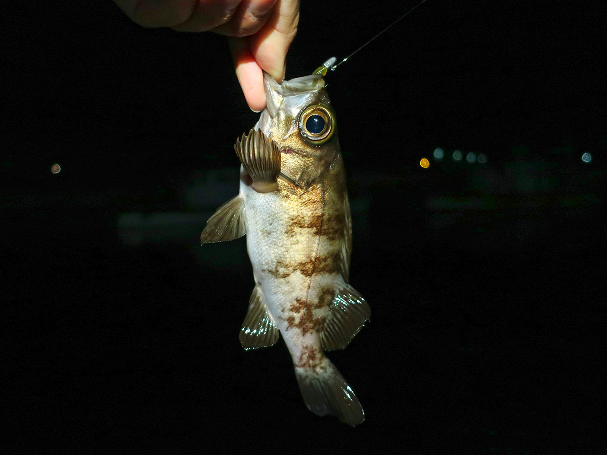 「34 プランクトン HAPPY ANGLER 限定カラー」を使って釣り上げた魚の写真