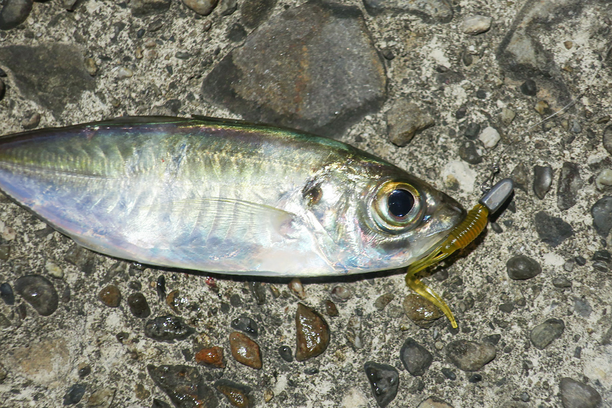 「34 プランクトン HAPPY ANGLER 限定カラー」を使って釣り上げた魚の写真
