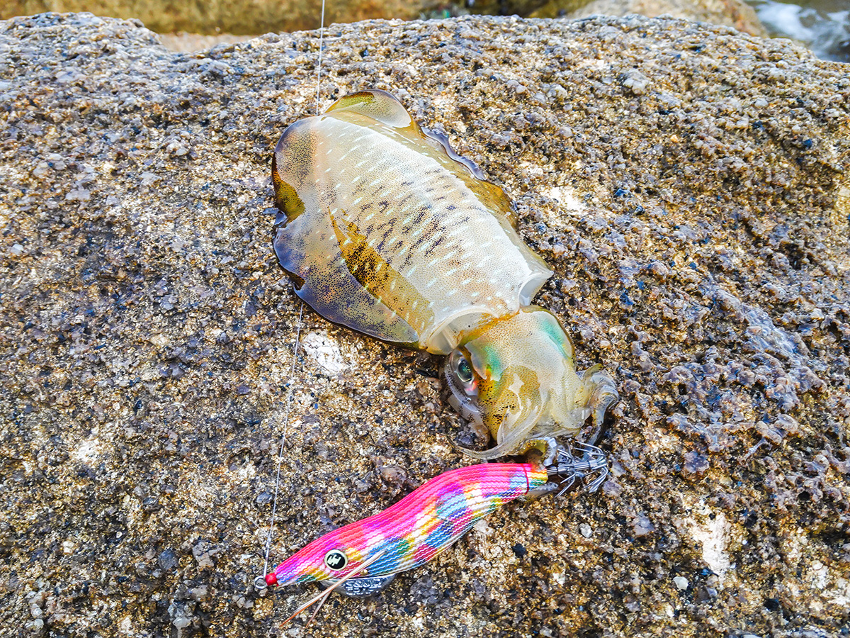 「34 スクイッドクラフト 剣一族|HAPPY ANGLER 限定エギングチューン」を使用して釣り上げたアオリイカの写真