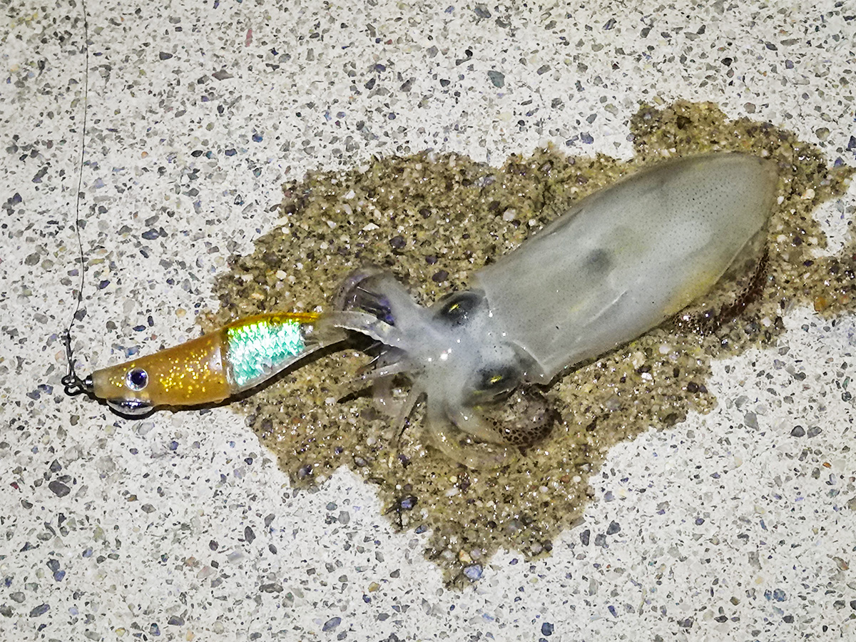 「ZinBay テンタコ|HAPPY ANGLER 限定カラー」を使用して釣り上げたイカ(ヒイカ)の写真