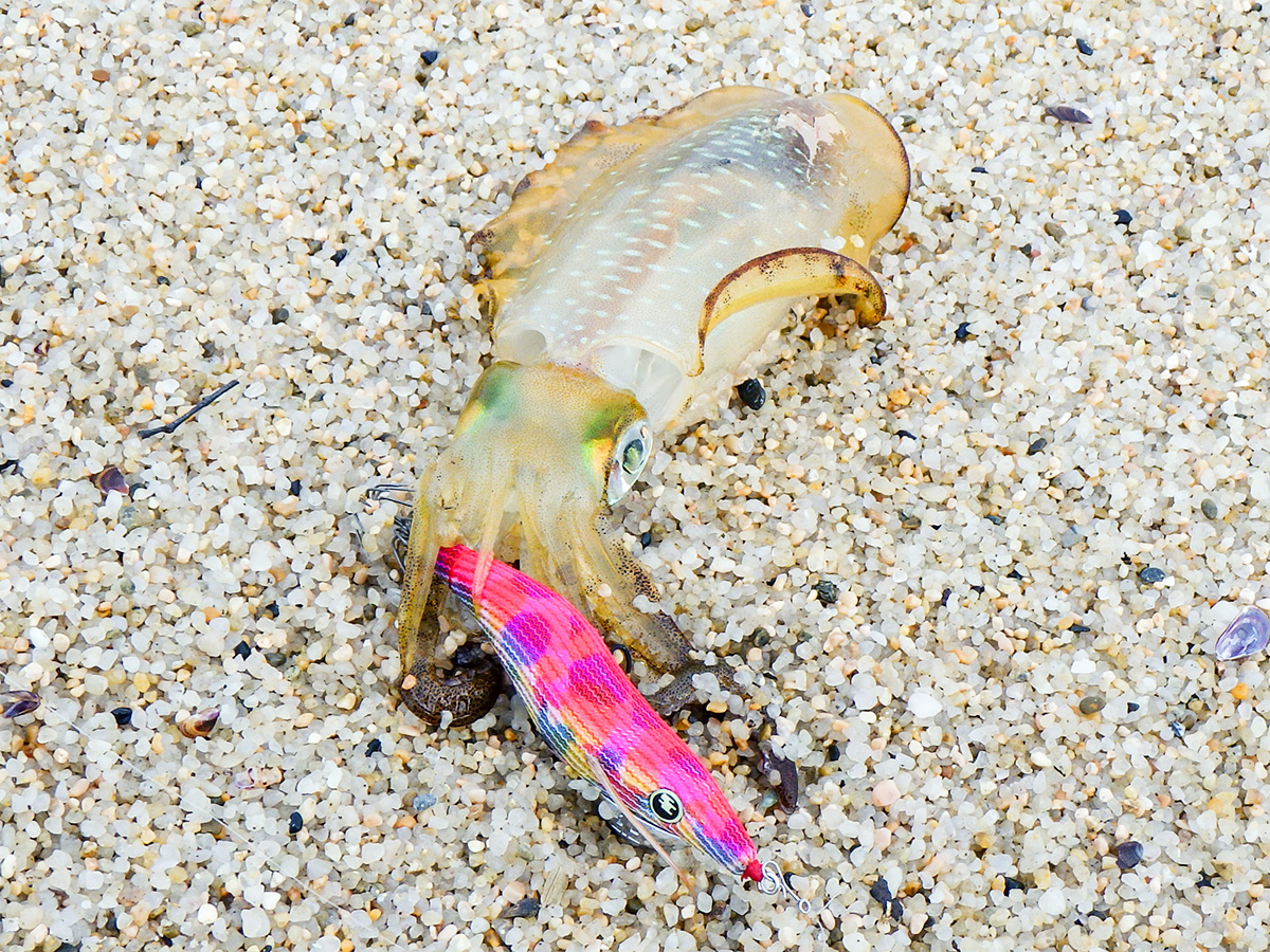 「34 スクイッドクラフト 剣一族|HAPPY ANGLER 限定エギングチューン」を使用して釣り上げたアオリイカの写真