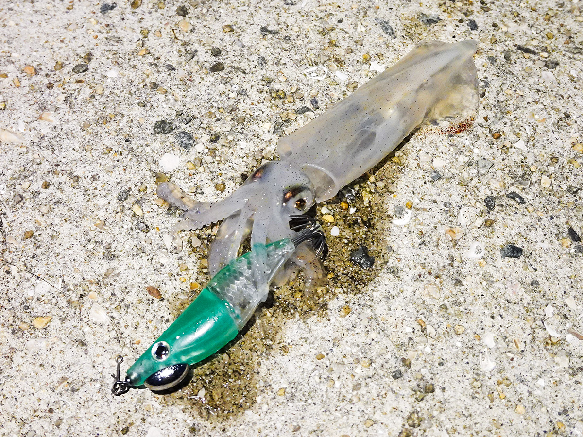 「ZinBay テンタコ|HAPPY ANGLER 限定カラー」を使用して釣り上げたイカ(ケンサキカ)の写真