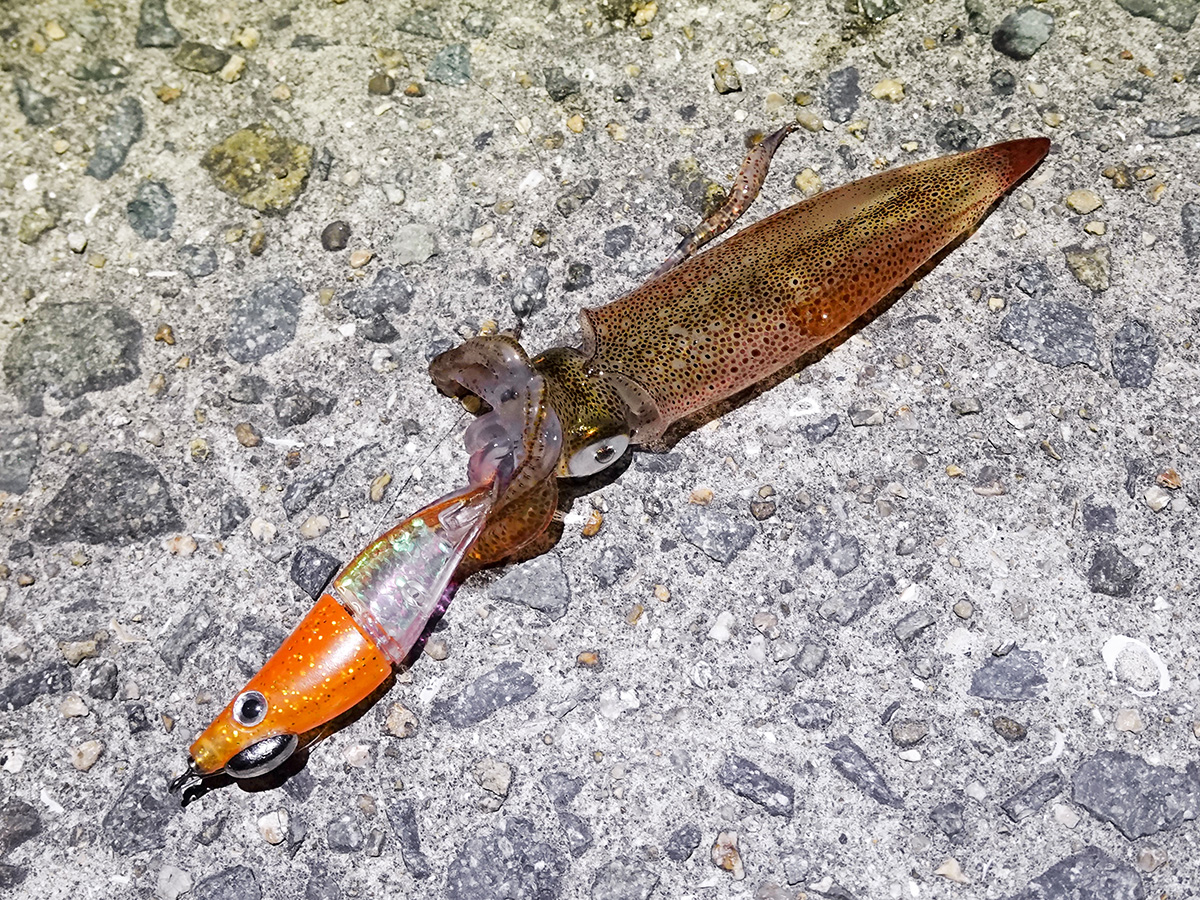 「ZinBay テンタコ|HAPPY ANGLER 限定カラー」を使用して釣り上げたイカ(ケンサキカ)の写真