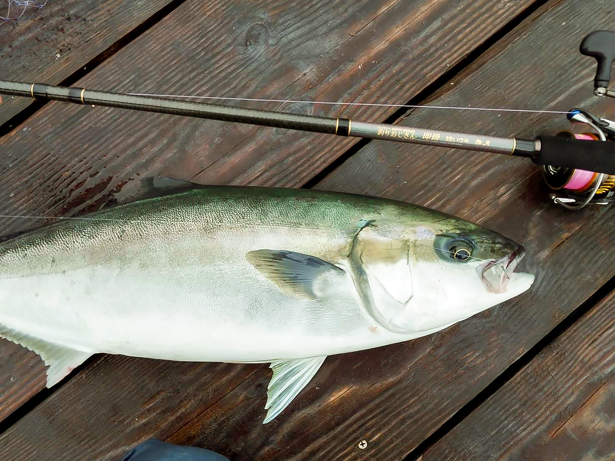 海上釣り堀用ロッド「釣りおじさん 即掛 誘いウキ 舞月」で釣り上げた魚の写真