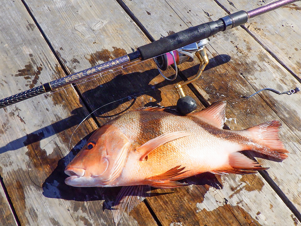 海上釣り堀用ロッド「釣りおじさん 即掛 誘いウキ 舞月」で釣り上げた魚の写真