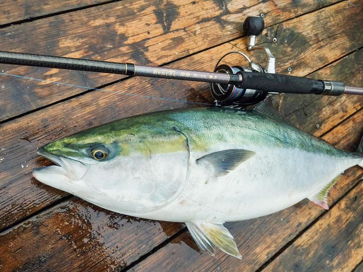 海上釣り堀用ロッド「釣りおじさん 即掛 誘いウキ 舞月」で釣り上げた魚の写真
