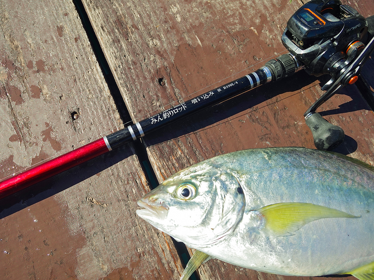 海上釣り堀用ロッド「みん釣りロッド 喰い込み 脈 B350L-4」で釣り上げた魚の写真
