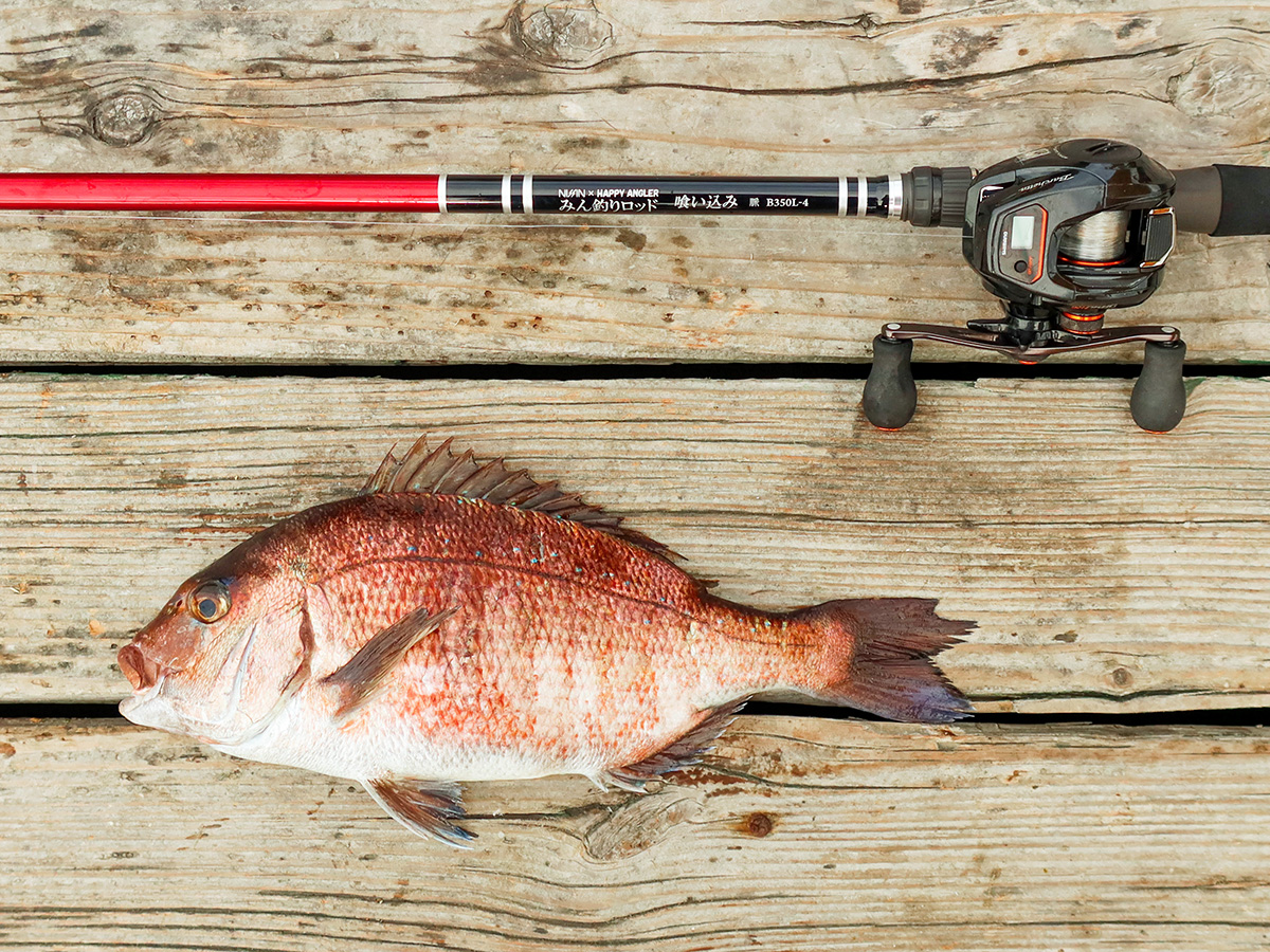 海上釣り堀用ロッド「みん釣りロッド 喰い込み 脈 B350L-4」で釣り上げた魚の写真