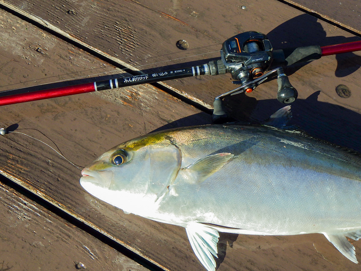 海上釣り堀用ロッド「みん釣りロッド 喰い込み 脈 B350L-4」で釣り上げた魚の写真
