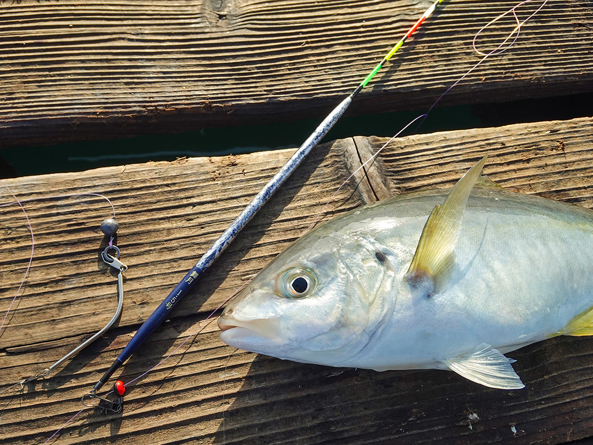 「釣りおじさん 即掛天秤専用ウキ 舞月」で釣り上げた魚の写真
