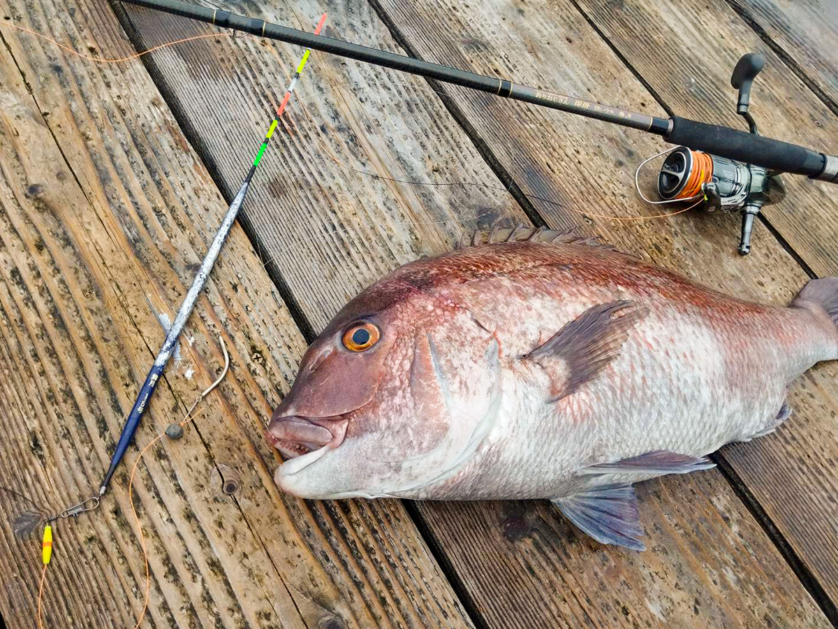 「釣りおじさん 即掛天秤専用ウキ 舞月」で釣り上げた魚の写真