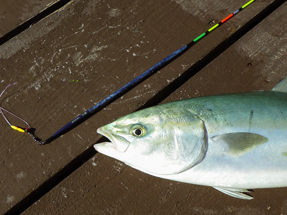 「釣りおじさん 即掛天秤専用ウキ 舞月」で釣り上げた魚の写真