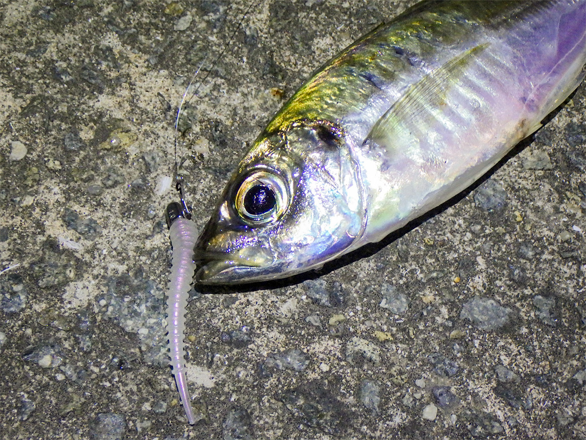 「アジキャンディ 1.8inch|HAPPY ANGLER 限定 アミノ酸入り」で釣り上げた魚の写真