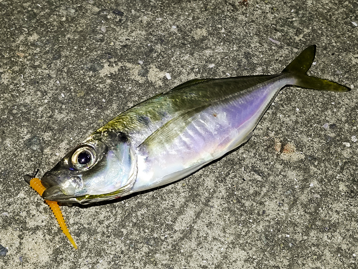 「アジキャンディ 1.8inch|HAPPY ANGLER 限定 アミノ酸入り」で釣り上げた魚の写真