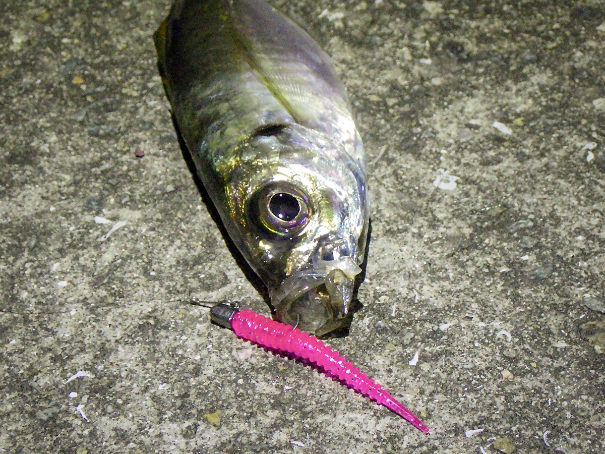 「アジキャンディ 1.8inch|HAPPY ANGLER 限定 アミノ酸入り」で釣り上げた魚の写真