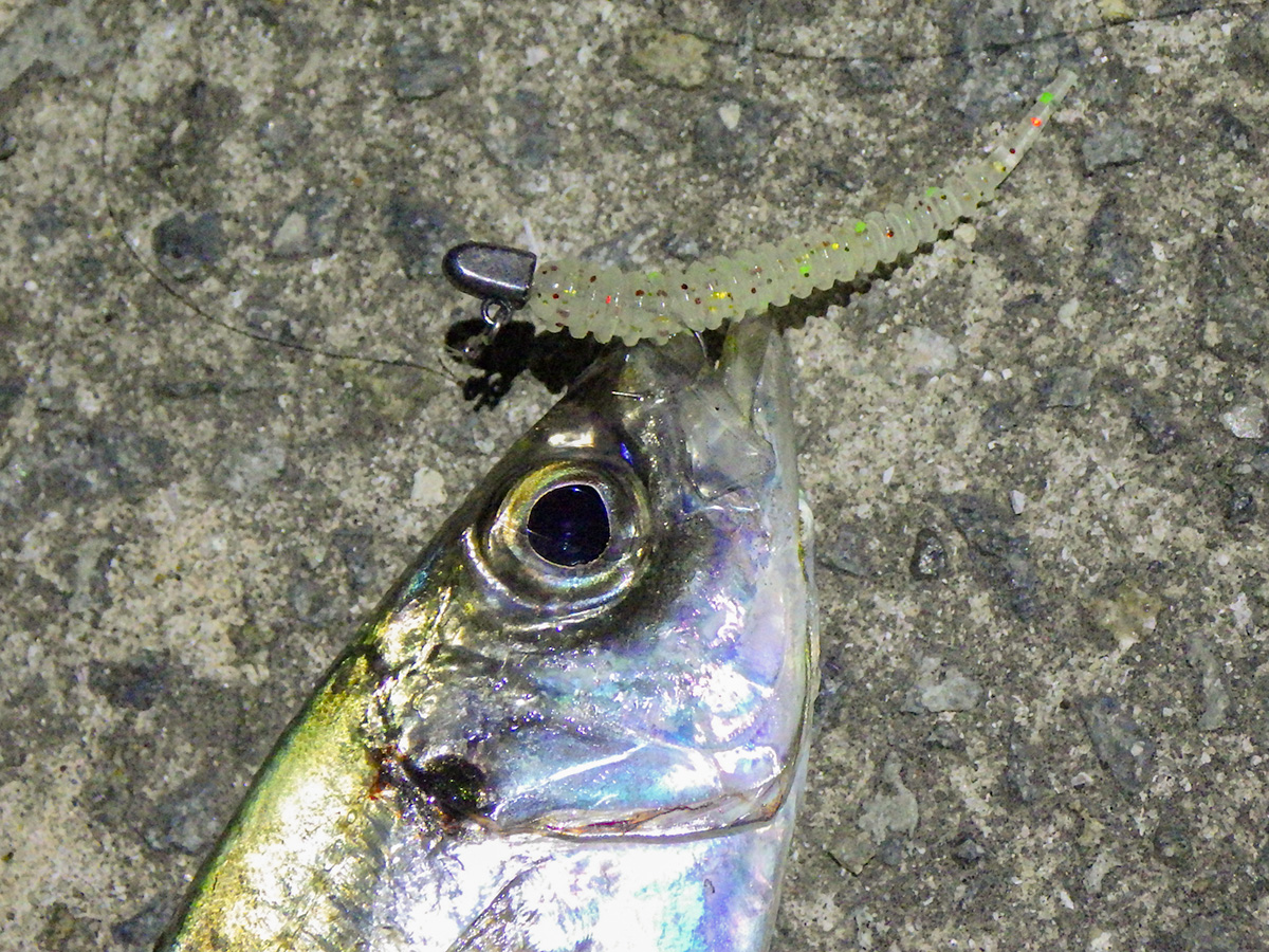 「アジキャンディ 1.8inch|HAPPY ANGLER 限定 アミノ酸入り」で釣り上げた魚の写真
