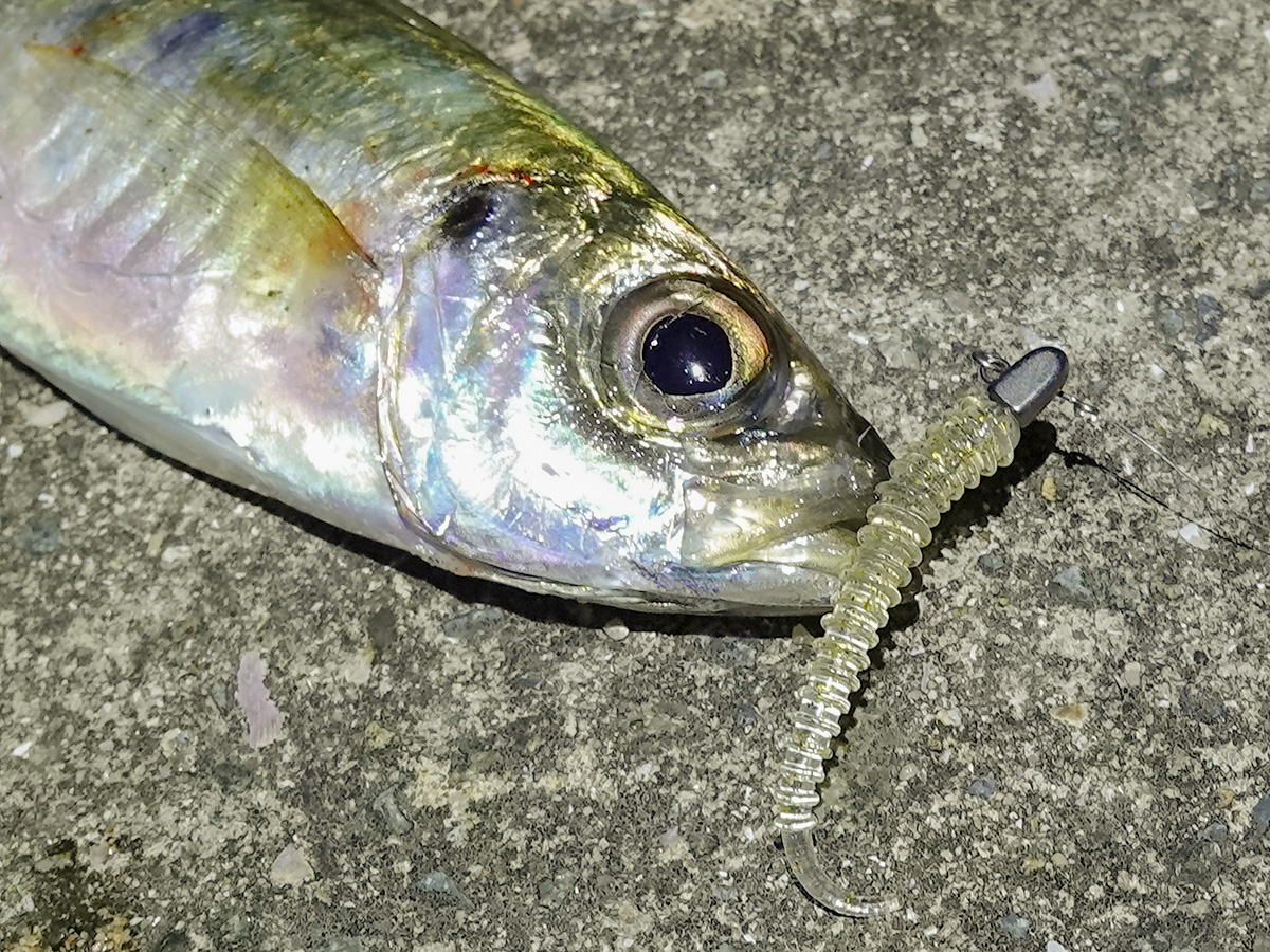 「アジキャンディ 1.8inch|HAPPY ANGLER 限定 アミノ酸入り」で釣り上げた魚の写真